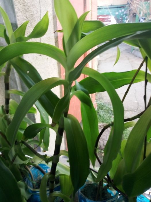 Золотой ус продам