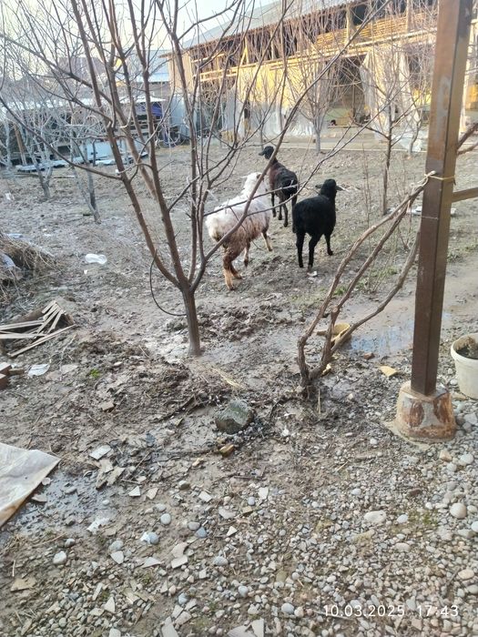 Келысым бар хабарласындар