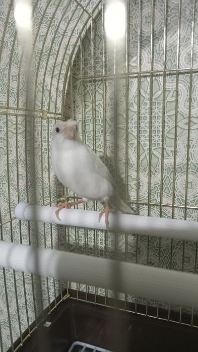 Кенар белый с хохолком 20000