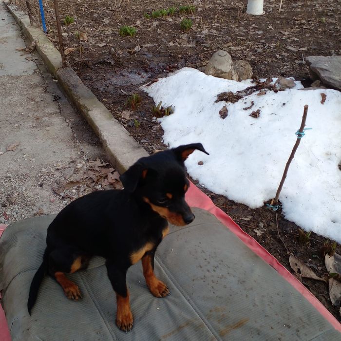 Продам той  терьера