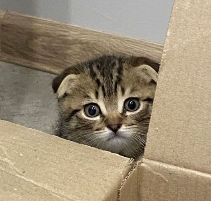 Пишите на вотсап! Шотландские котята 1.5 мес