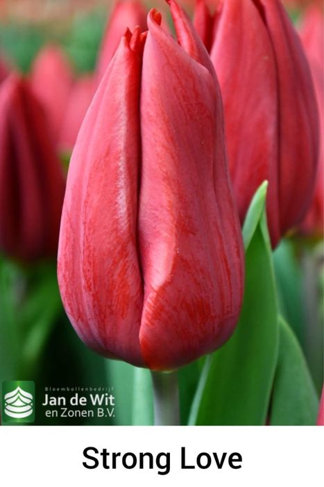 Тюльпаны оптом во все города