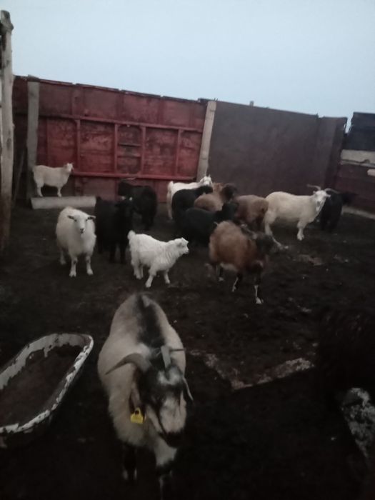 Семиз ешкилер сатылады