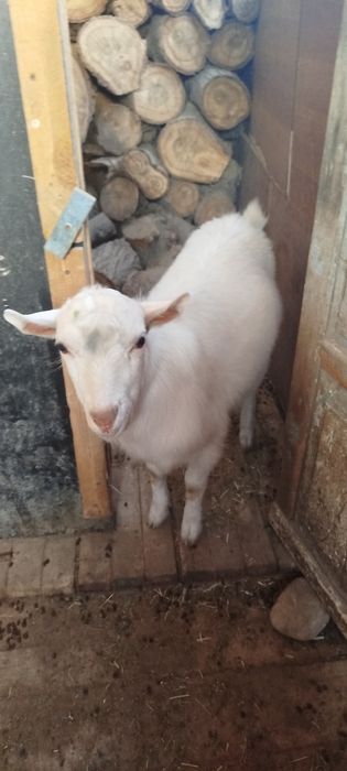 Продам заазинского козла