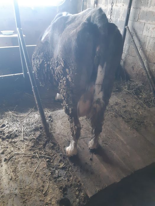 Продам дойную  корову