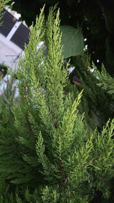 Leylandii Gold Crest, planta superba, inaltime 5 m