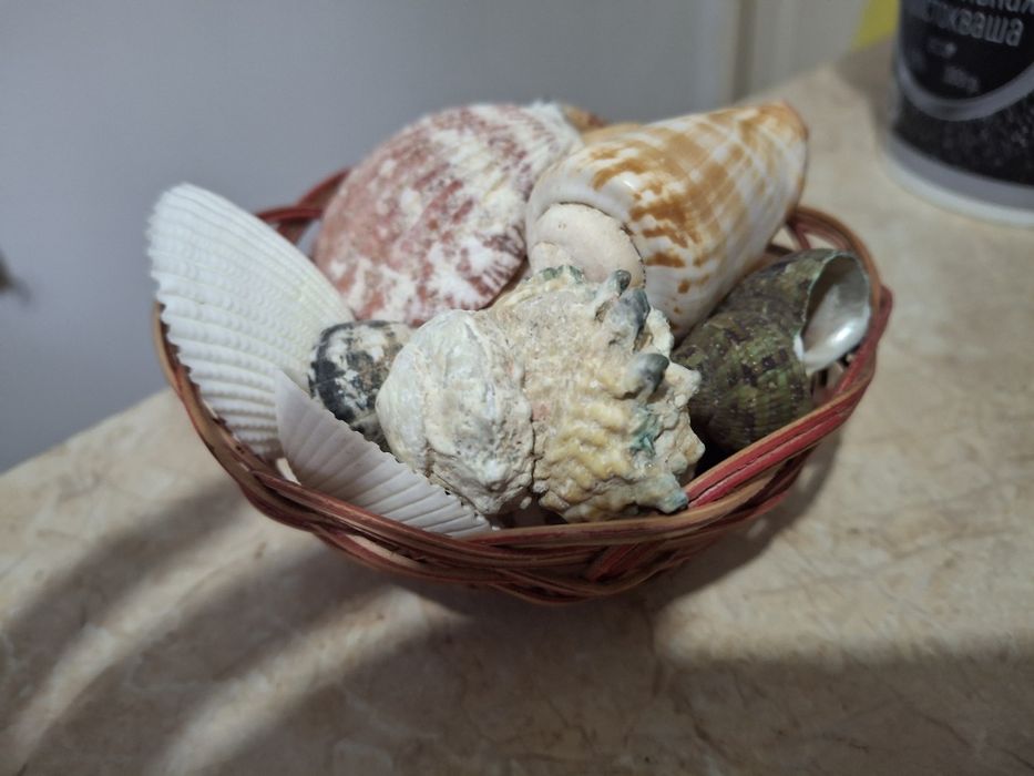 Продам  ракушки морские