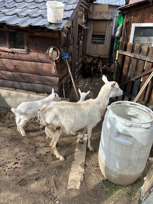 Capra Saanen cu 2 iezi