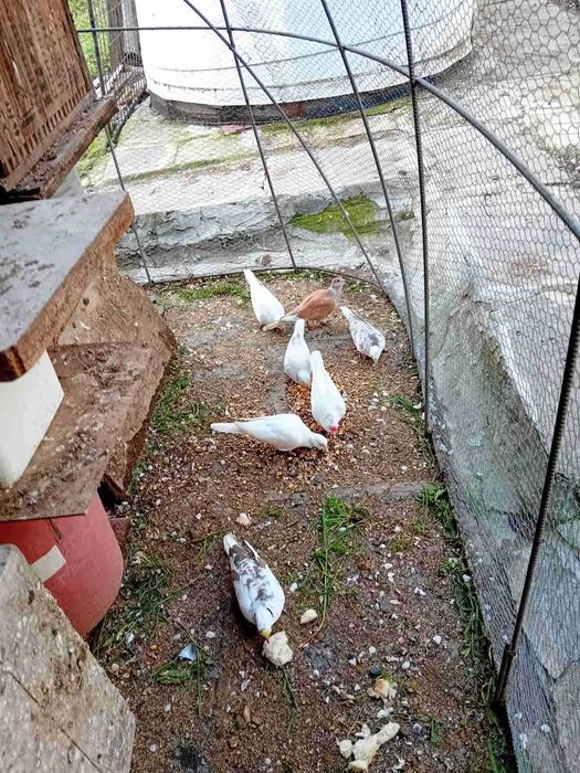 Продават се скумрийки-Гугудки. Цветът им е пъстри, сиви и бели.