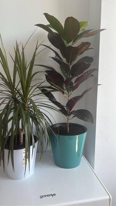 Комнатные цветы по доступным ценам