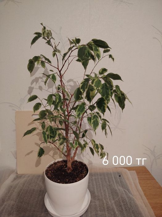 Продам комнатные цветы