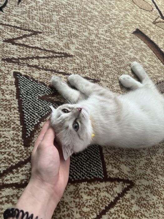 Котенок шотлнадец веслоуихий