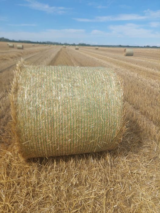 Baloți Paie Grâu