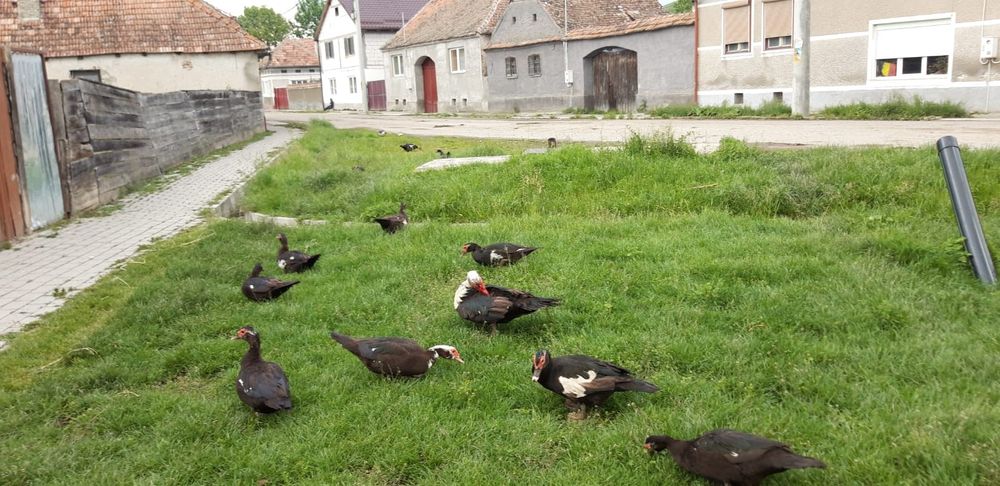 Rațe mute bio de vânzare