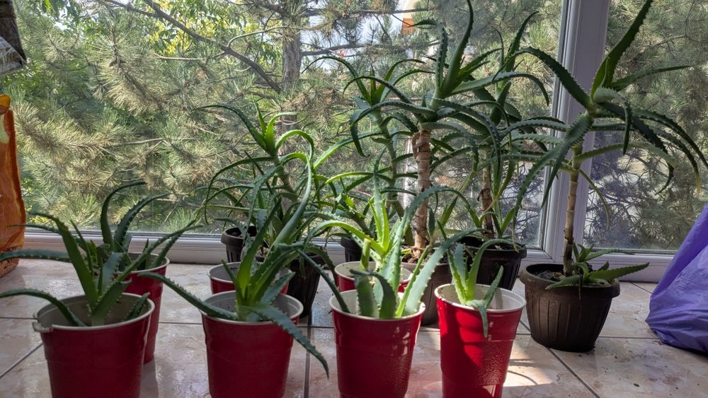 Aloe Vera plantă și pui