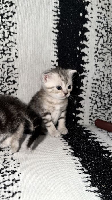 Котята Актобе скоттиш фолд