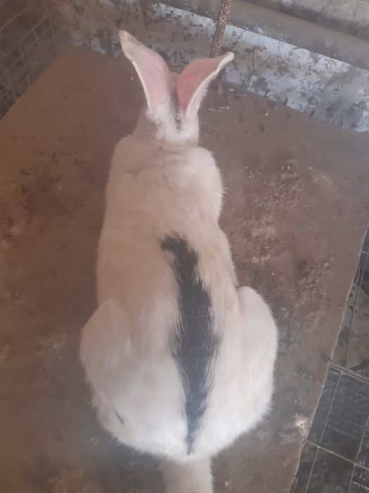 Veliqan xomlador quyonlar