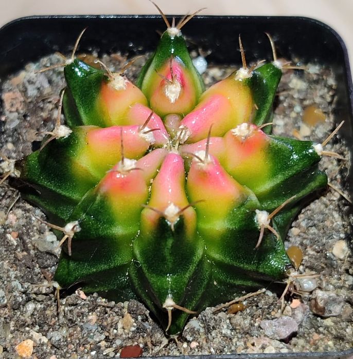 Вариегатные Кактусы