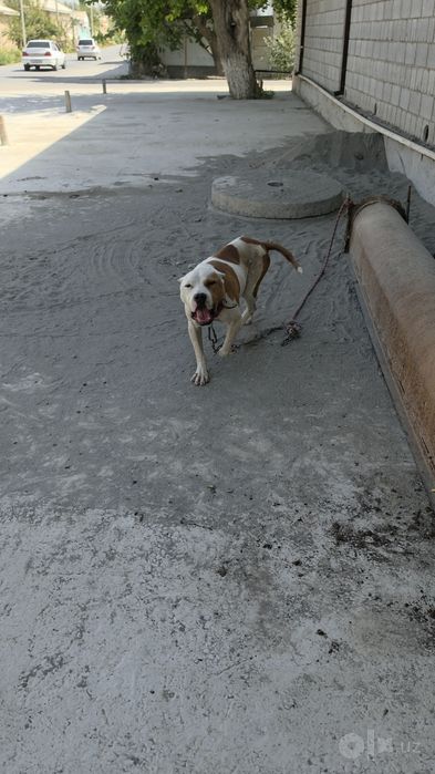 Pitbull 1.5 yosh