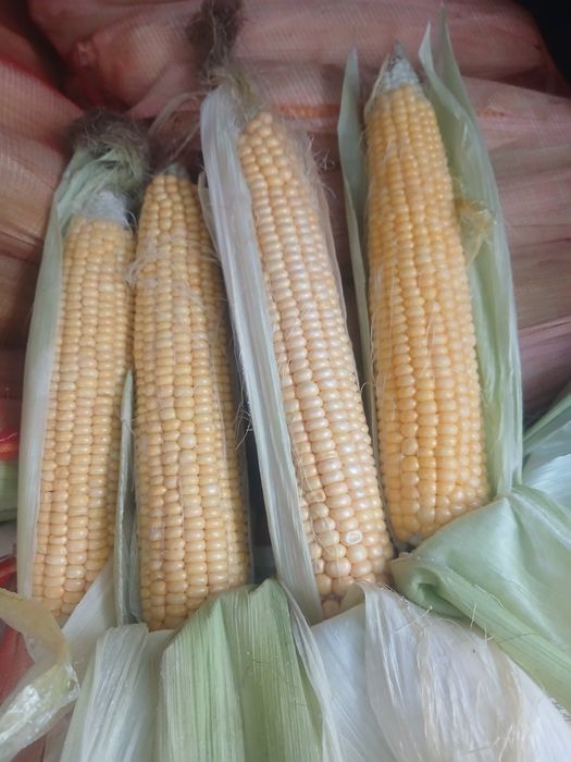 Сладки кукуруз замороженные сорт мегатон