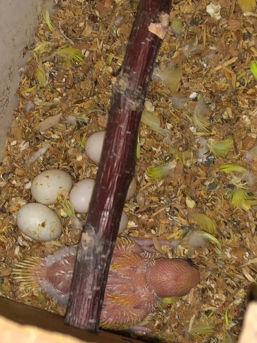 Папугае сотилади маладое