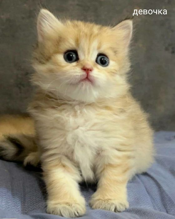 Золотые британские котята