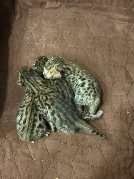 Бенгалска котка , родословие перфектни родители