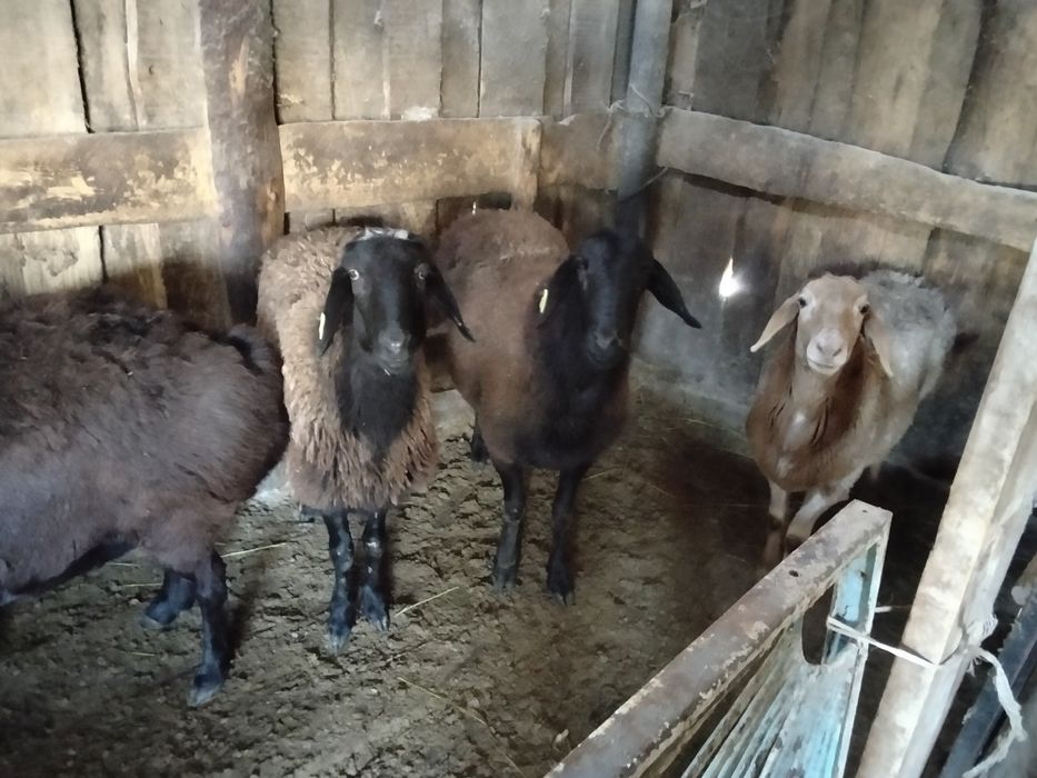 Продам гиссарских  баран