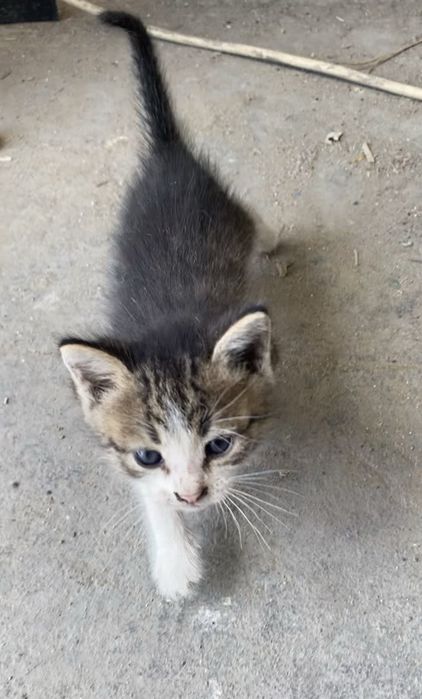 Котенки в добрые руки