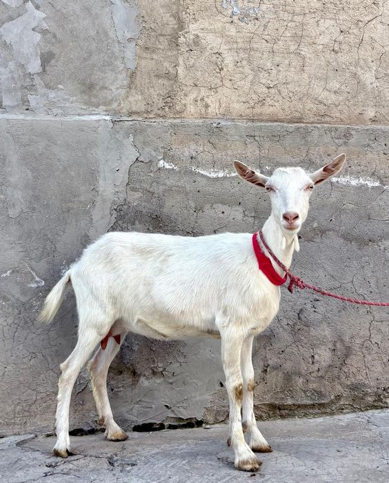 Таза голандский ешкі бірінші тума ешкы ешкі коза козы