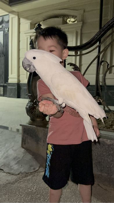 Бело Хохлый Какаду сотилади 2 ёш, ручной гапиради, умумам бакирмиди.