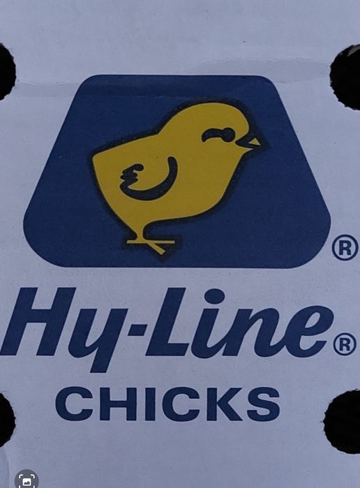 Хаммаси 100 % товук чикади. Хай-лайн ва Сенди Жужалари.