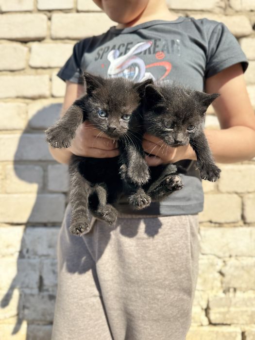 Отдам в самые добрые руки котят