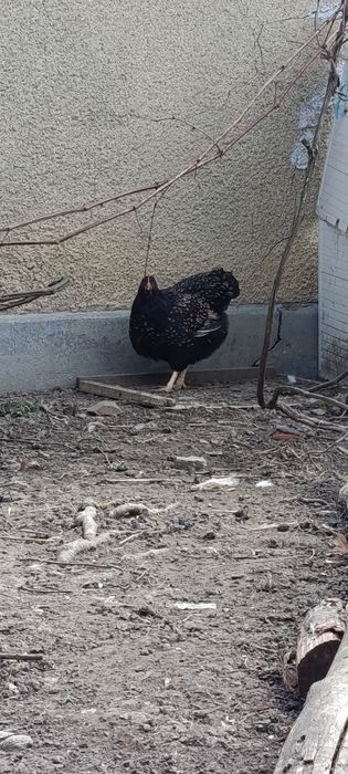 Găini și cocoș wyandotte de anul trecut