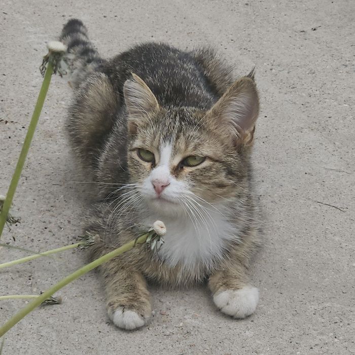 Кошечка в добрые руки