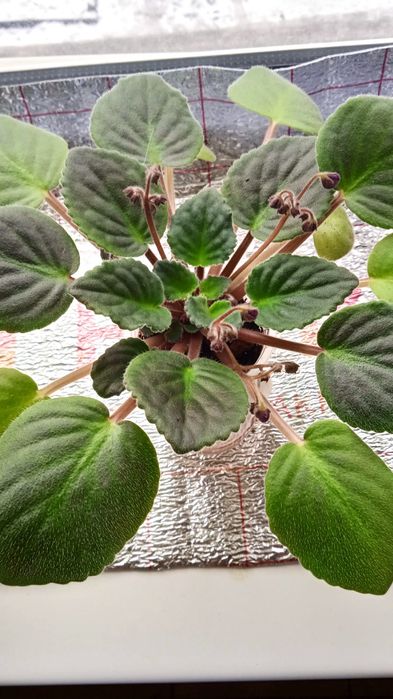 Продам цветущие фиалки