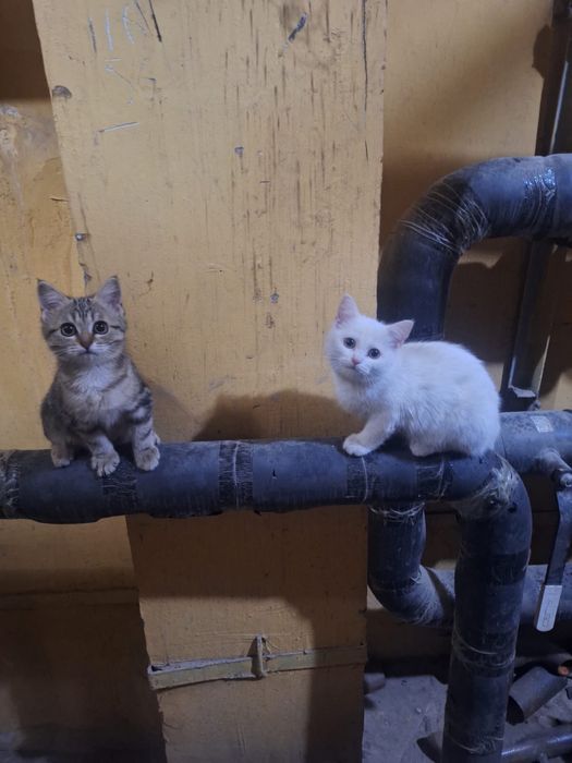 Котята в хорошие руки