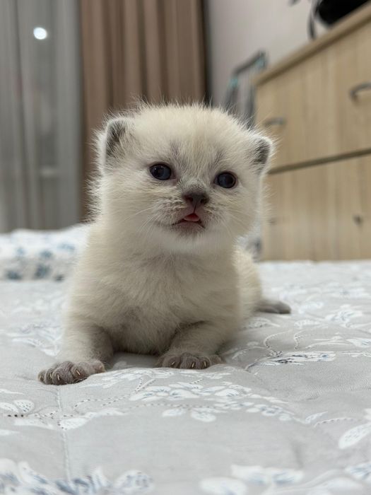 Продаю шотландцев вислоухих