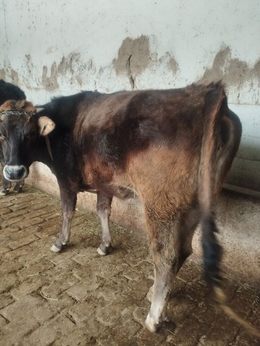 Иккита мол сотилади