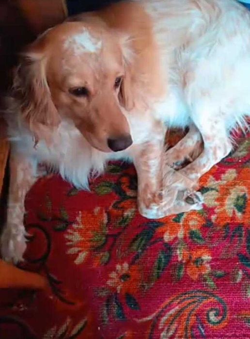 В добрые руки щеночков спаниель