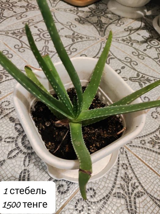 Растение Алоэ-вера