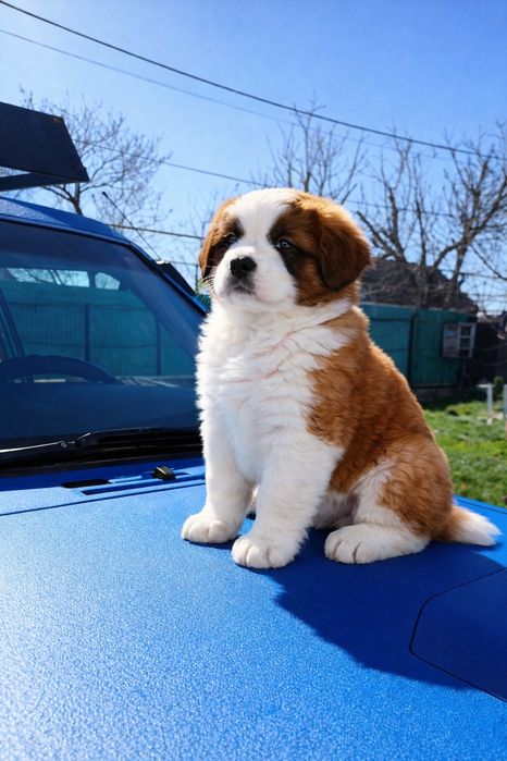 ЩЕНКИ Сербернар Осталась девочка Мальчик