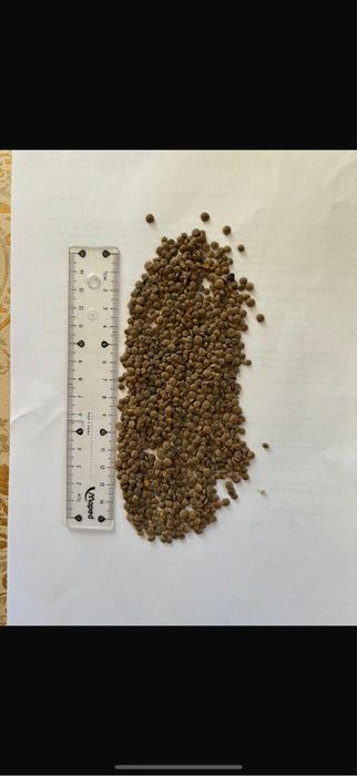 Продам чечевицу красную сухую