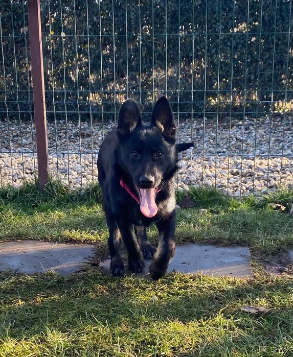 Pui ciobănesc german linie de lucru