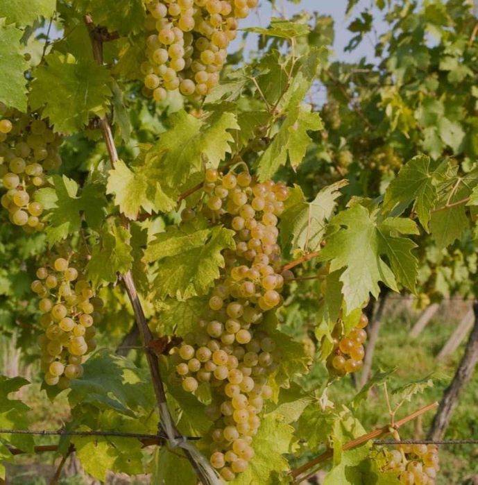 Struguri pentru vin