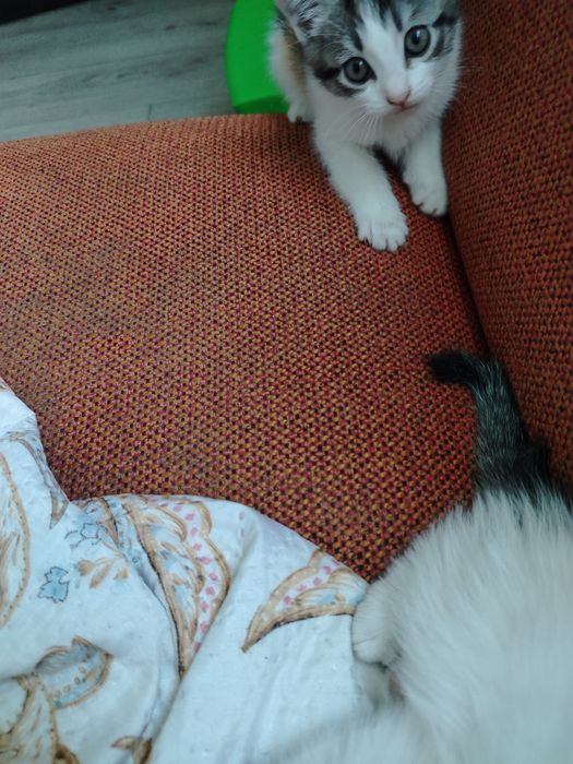 Отдам котят бесплатно