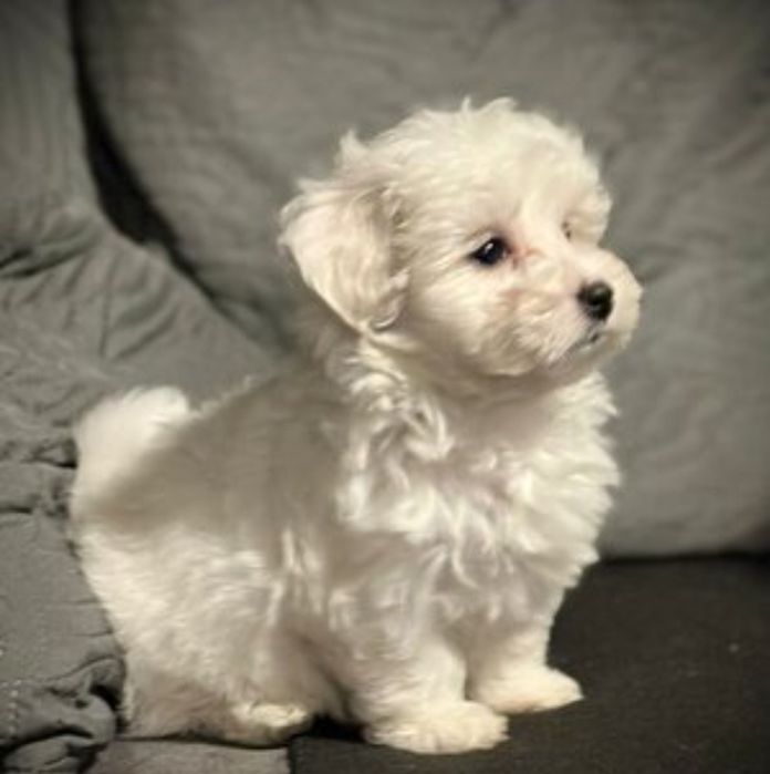 Puișor Bichon Maltese – 8 săptămâni de dragoste pură