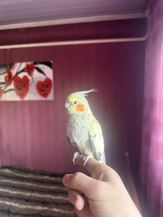 Продам корелл пара:>