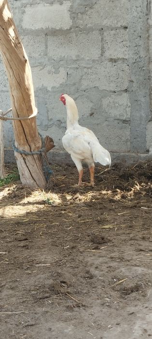 Yosh xoʻroz sotiladi