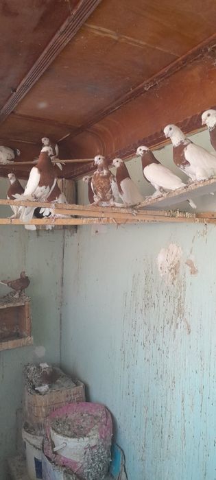 кабутарла копкон